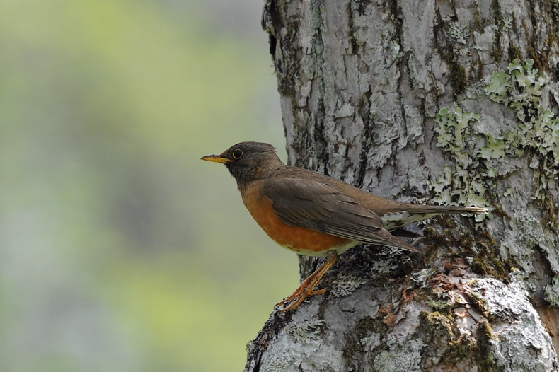 アカハラ_f0053272_1055743.jpg