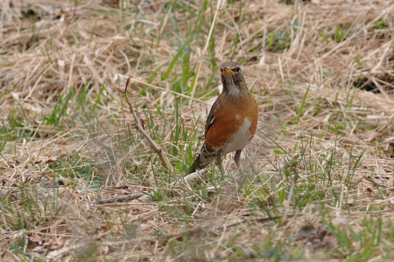 アカハラ_f0053272_11361352.jpg