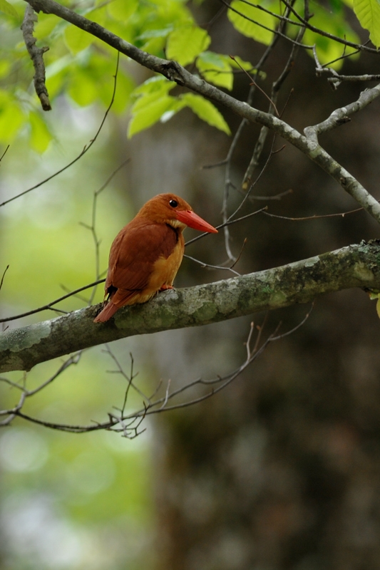 アカショウビン_f0053272_855341.jpg