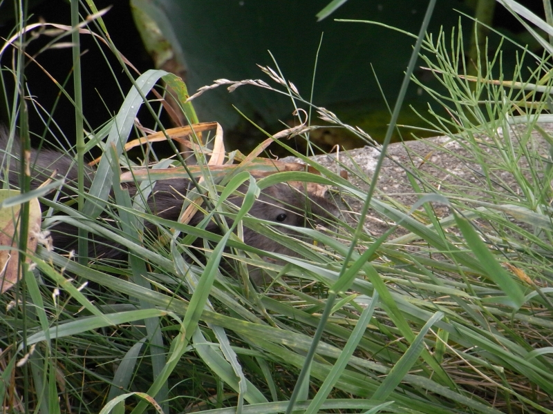 e0046474_18201019.jpg