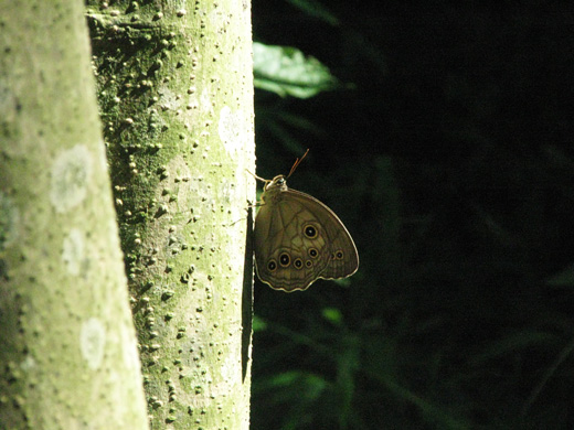 湿地の住人　オオヒカゲ（羽化、成虫）_b0145383_1335731.jpg