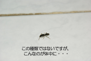 蟻が体を這ってしまう３５歳。_f0144385_11162623.jpg