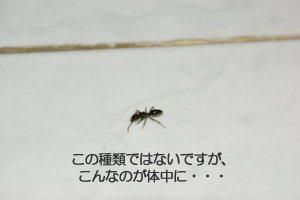 蟻が体を這ってしまう35歳。_f0144385_11162623.jpg