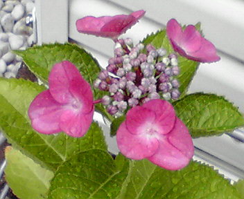 e0183990_1042551.jpg