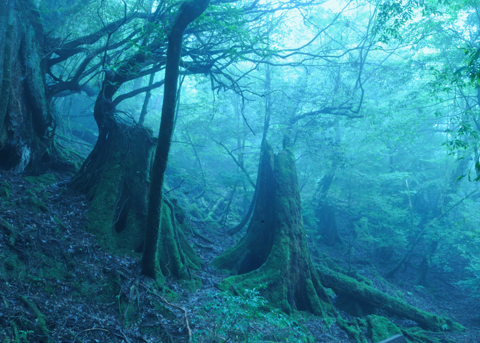 屋久島　初体験！！_f0132391_17414217.jpg