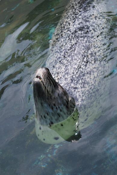 加茂水族館（クラゲ以外）_e0172592_12221024.jpg