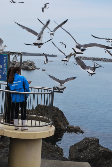 加茂水族館（クラゲ以外）_e0172592_12424544.jpg