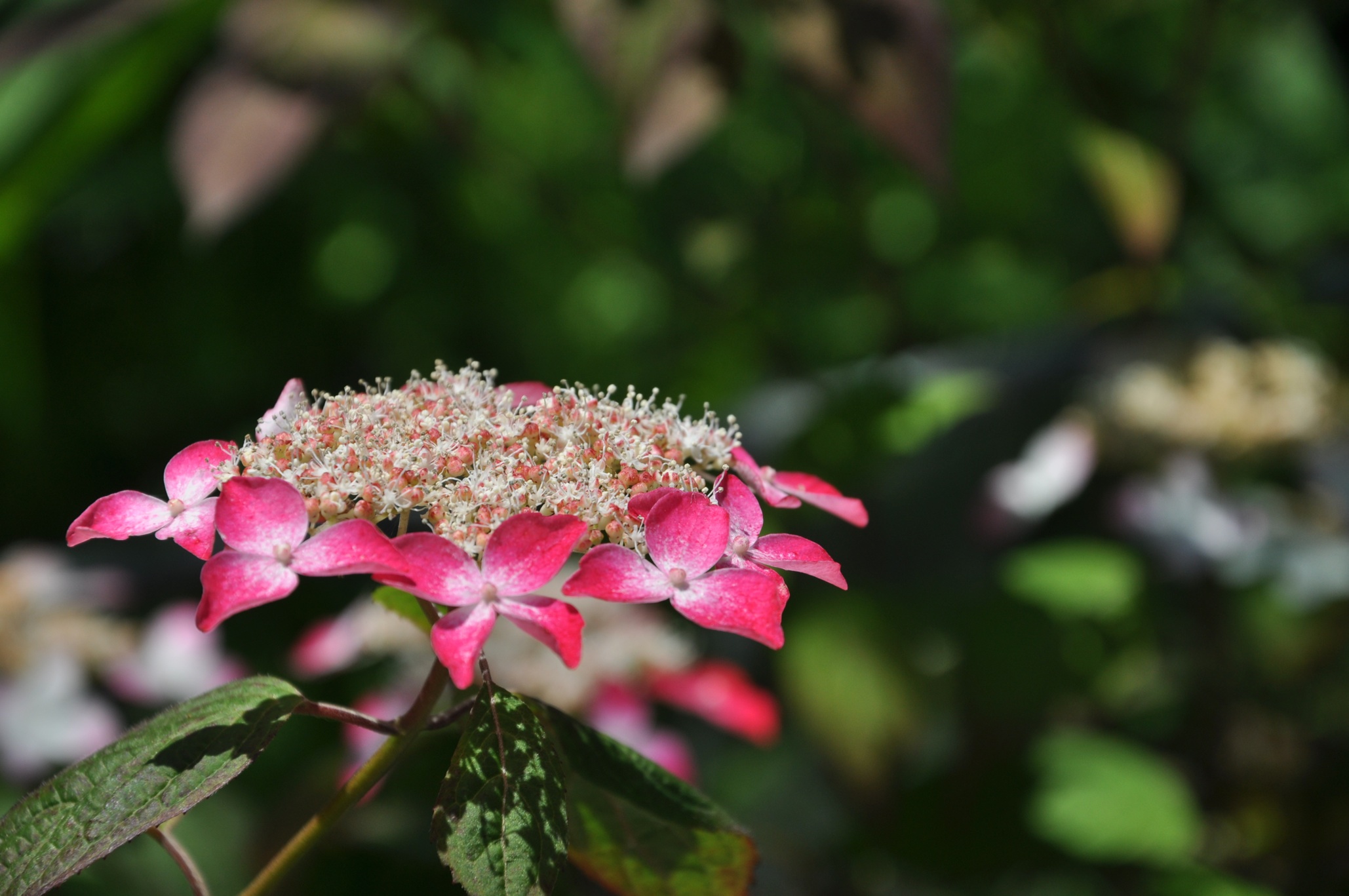 山紫陽花の寺　光則寺_f0213793_2115260.jpg