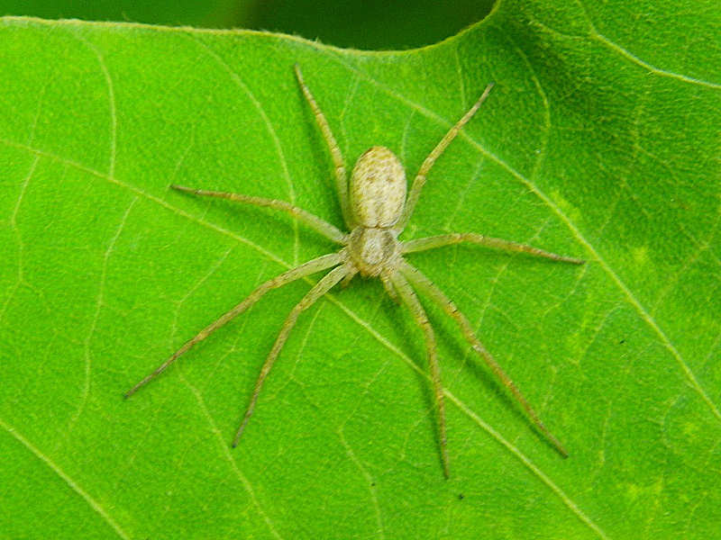 エビグモ科の1種（西公園 2010/06/14撮影）_f0204094_21525421.jpg