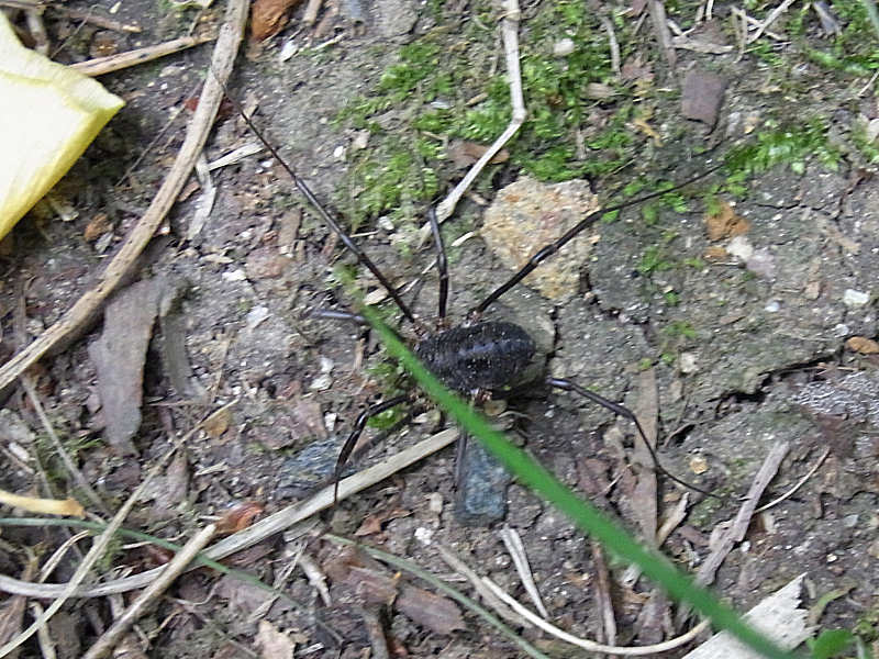 ゴホントゲザトウムシ 西公園 10 06 14撮影 街中のほんの小さな自然 Only Small Nature In My Town