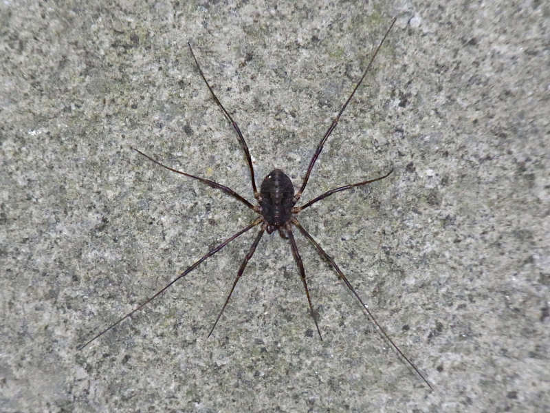 ゴホントゲザトウムシ 西公園 10 06 14撮影 街中のほんの小さな自然 Only Small Nature In My Town