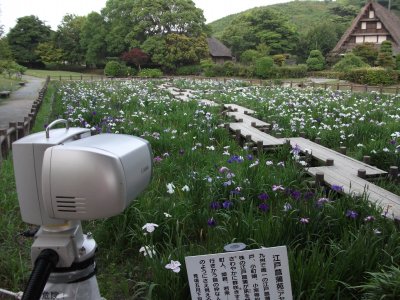 宮地獄菖蒲　リバーサル祭。_e0097197_04457.jpg