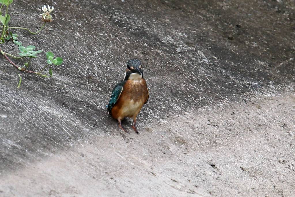 久しぶりにカワセミ幼鳥と・・・・_b0024798_5144770.jpg