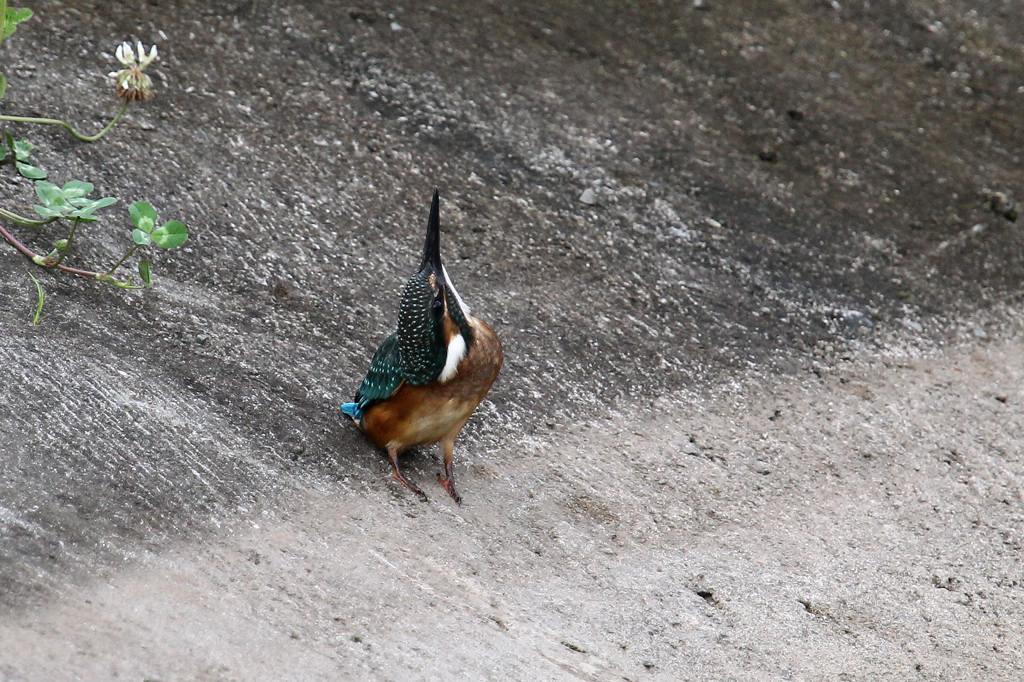 久しぶりにカワセミ幼鳥と・・・・_b0024798_515179.jpg