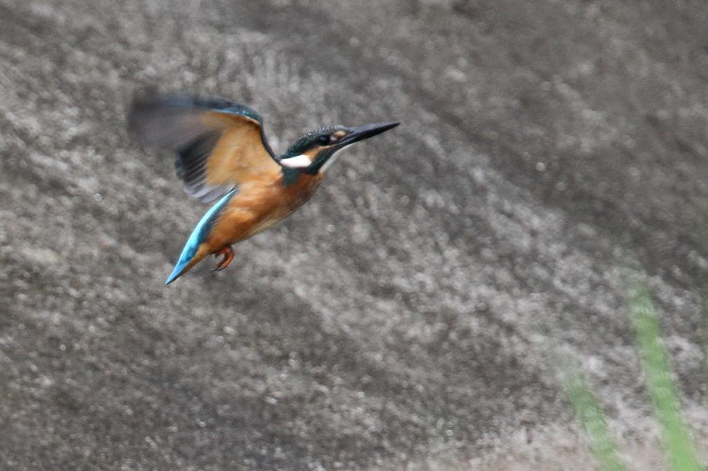 久しぶりにカワセミ幼鳥と・・・・_b0024798_5152460.jpg
