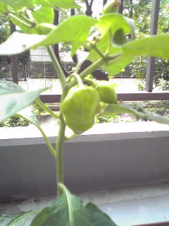c0187898_13362242.jpg