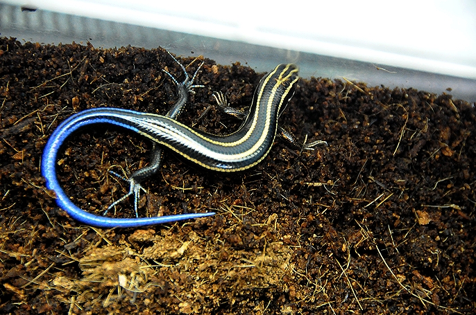 Plestiodon Barbouri 地獄の沙汰も俺次第 Plestiodon Barbouri 地獄の沙汰も俺次第
