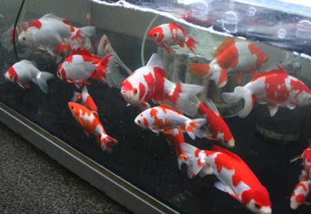 金魚の新入荷です 後編 ビーボックスアクアリウム 熱帯魚情報