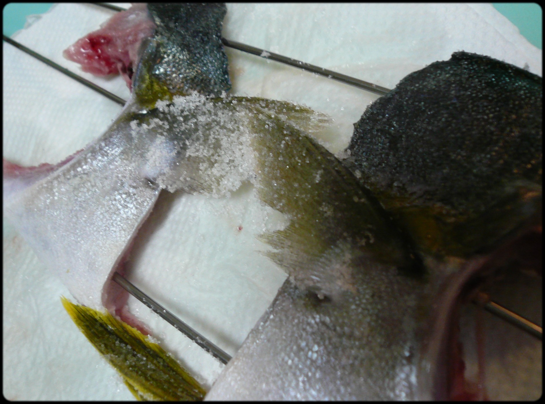 ヒラマサのカマ焼 魚と野菜と私と和ノ香 ヒラマサのカマ焼 魚と野菜と私と和ノ香