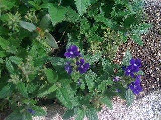 6月は紫の花が多い_f0154000_19363845.jpg
