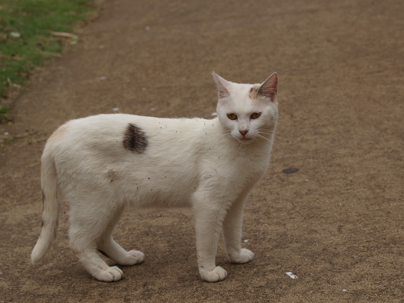 江ノ島　白い子猫　2010/06/20_a0114003_21565181.jpg