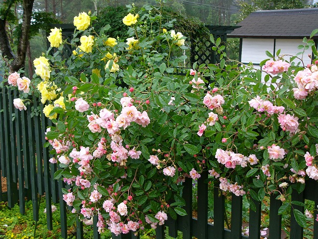 a0123003_2214240.jpg