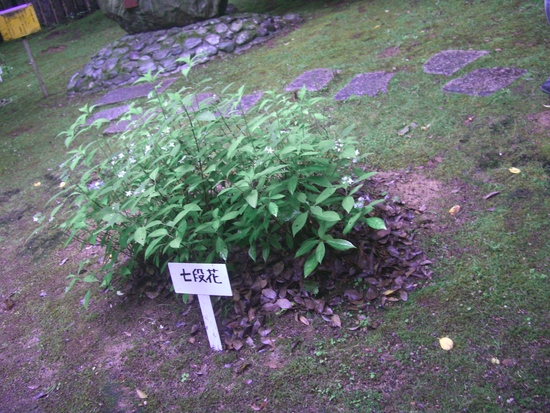 万葉集に詠まれた植物・・・・初夏_d0007913_0543314.jpg