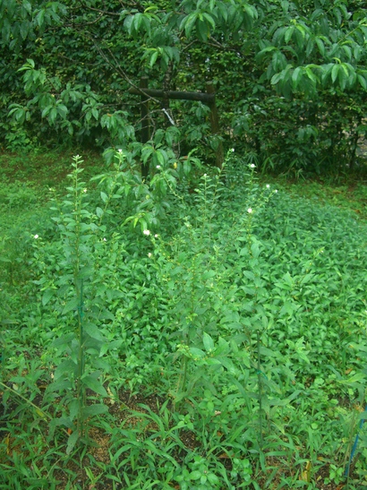 d0007913_12479.jpg