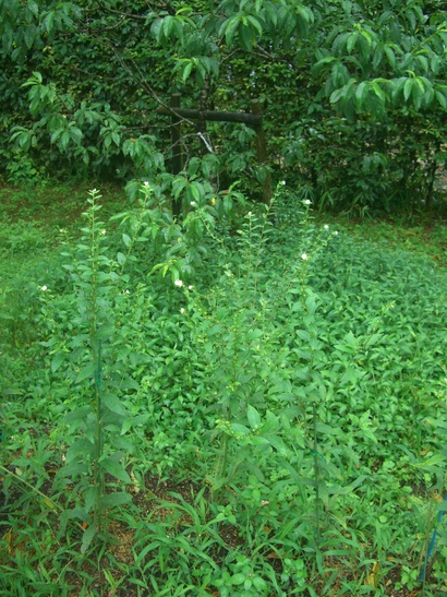 万葉集に詠まれた植物・・・・初夏_d0007913_12479.jpg