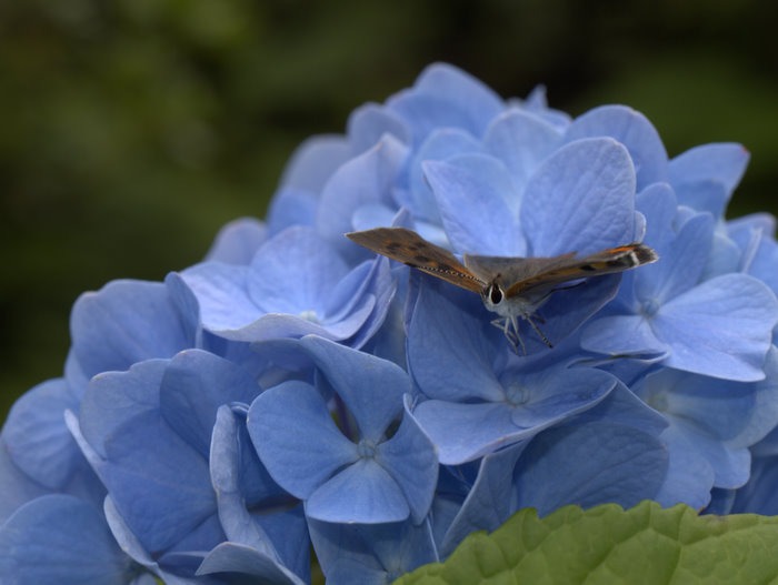 紫陽花とベニシジミ_c0116915_23202772.jpg