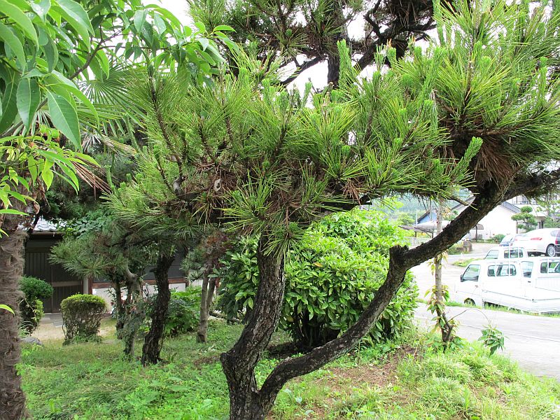 強引な「開発」と良い意味での「雨ざらし」_f0076731_22471818.jpg