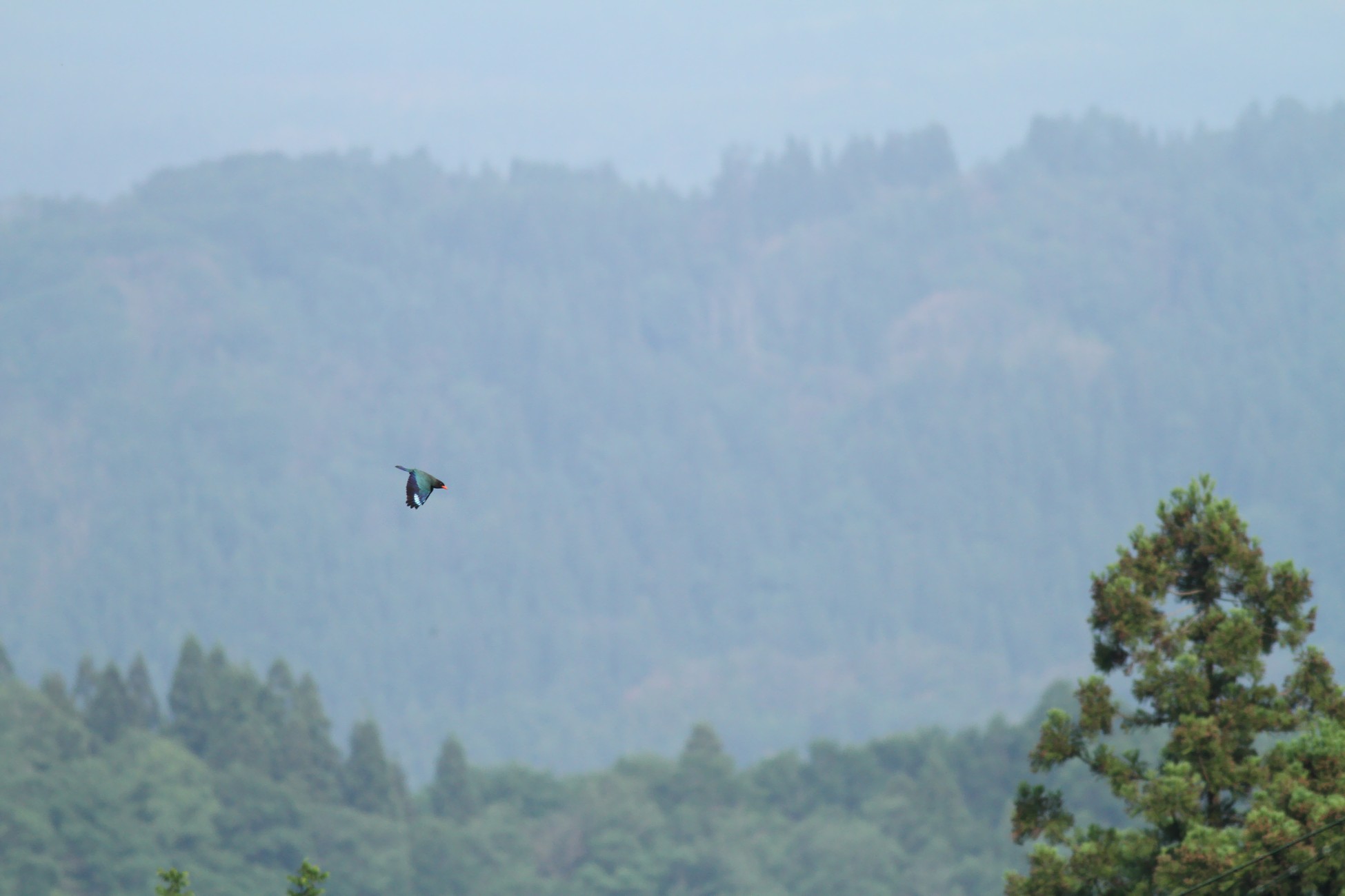 e0154134_850511.jpg