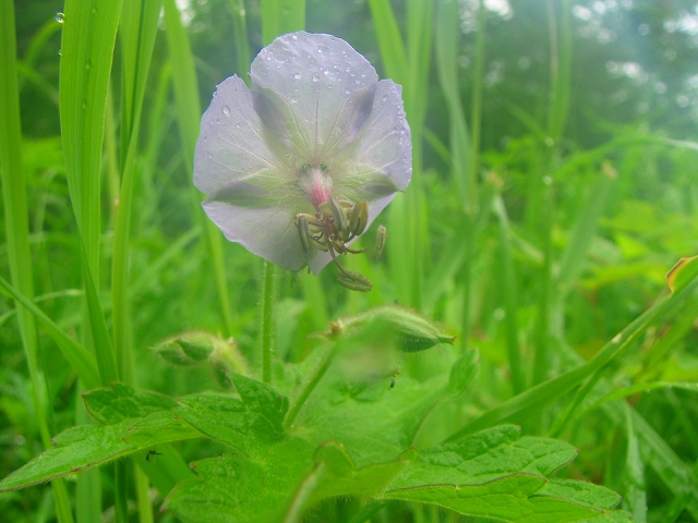 6月26日（土）　浅間山（前掛山）の花達♪_b0097836_151476.jpg