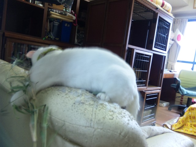 オモチャで遊ぶ猫遊ばない猫_b0181740_14441795.jpg