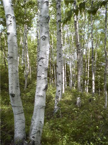 a0149643_1231539.jpg