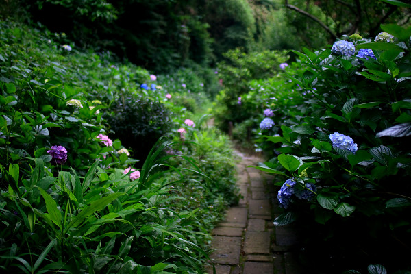 Slow Holiday of Rainy Season In KAMAKURA_c0228945_23343949.jpg