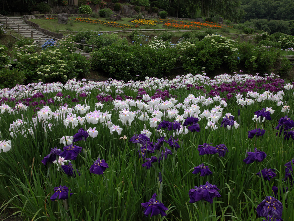 宇陀市　滝谷花しょうぶ園　花菖蒲_c0108146_23121253.jpg