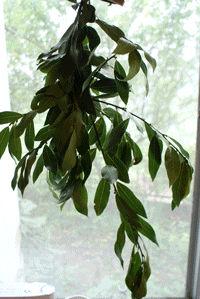 e0194046_995544.gif