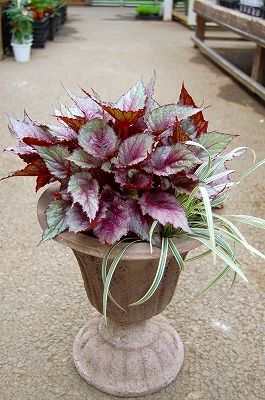 レックスベゴニアの寄せ植え Kusakiの この植物をお買い