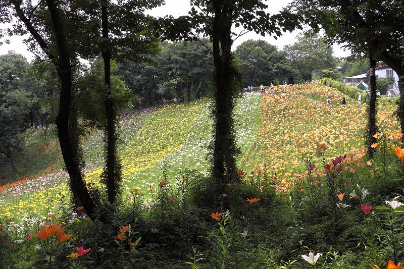 西武鉄道ゆり園_f0044056_9515829.jpg