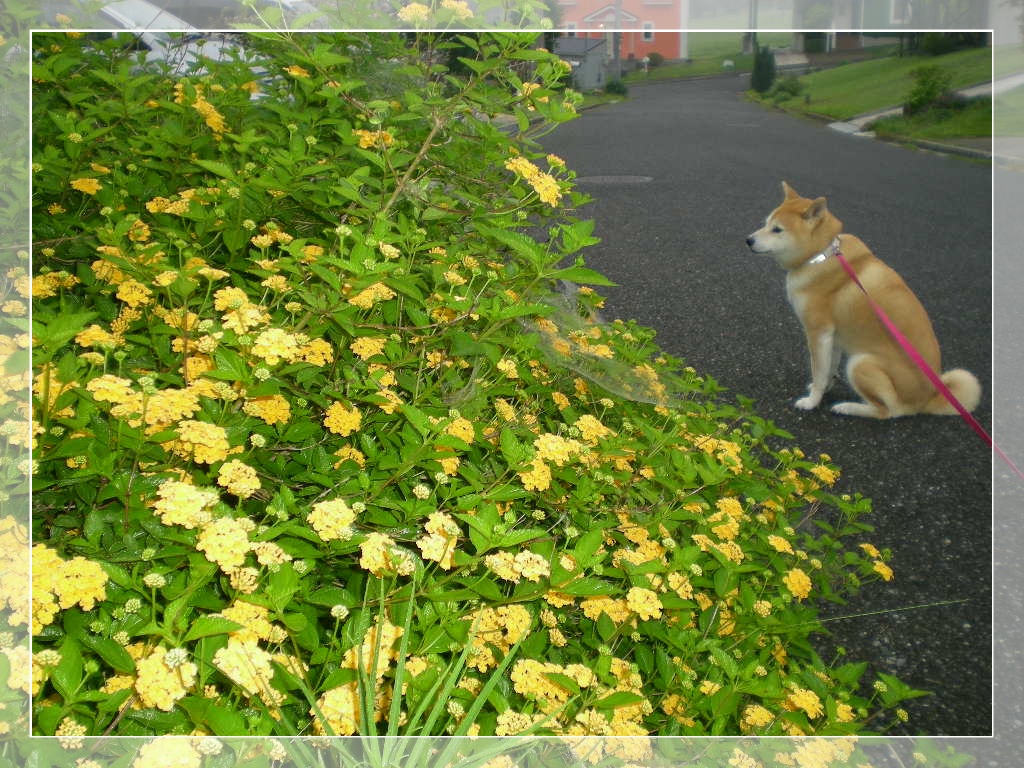 2010年6月29日(火)雨なのにゴルフ?_f0060461_9124219.jpg
