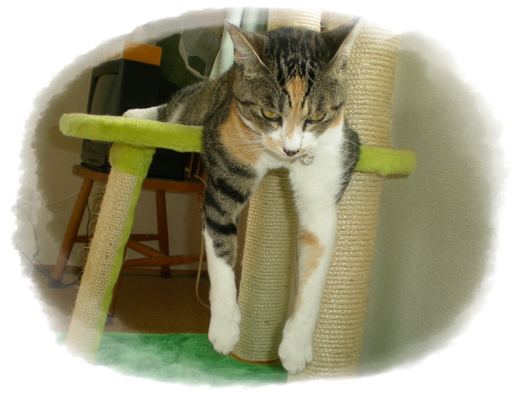2010年6月29日(火)雨なのにゴルフ?_f0060461_9154021.jpg