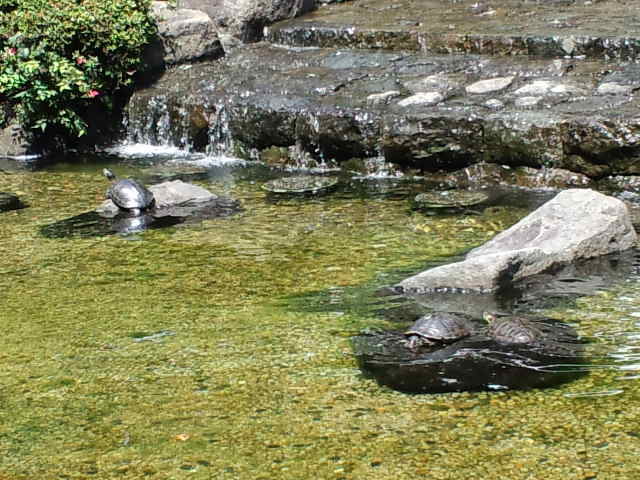 静岡の思い出の地巡り♪ 城北公園 Ⅱ_c0151965_18315878.jpg