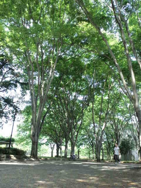 静岡の思い出の地巡り♪ 城北公園_c0151965_1884098.jpg