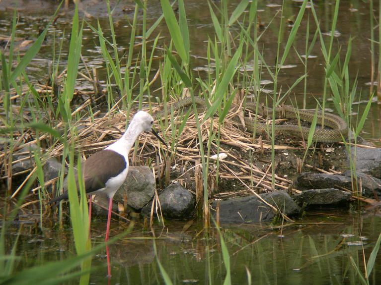 ★先週末の鳥類園(2010.6.26~27)_e0046474_14172420.jpg