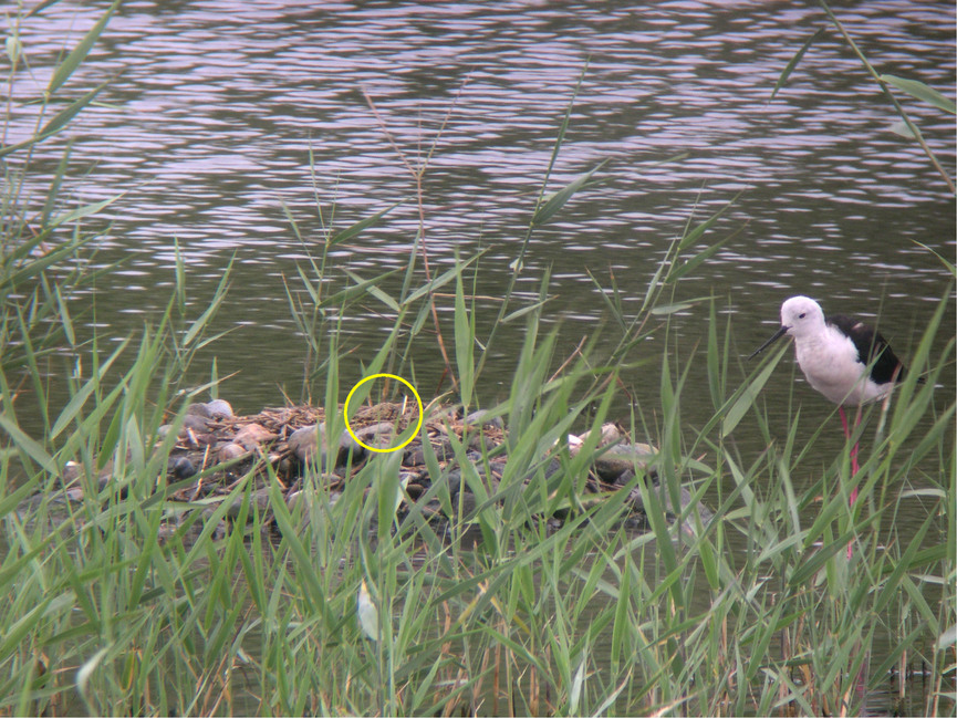 ★先週末の鳥類園(2010.6.26~27)_e0046474_14312344.jpg