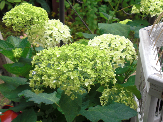 f0190577_953336.jpg