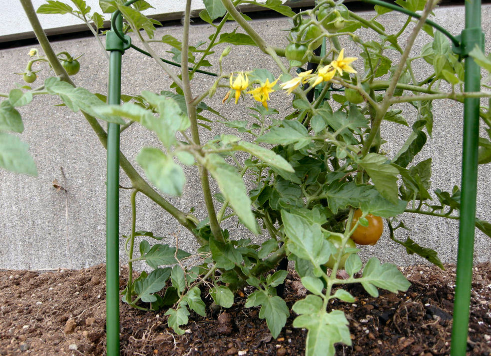 野菜苗植え付け_a0066081_6164094.jpg