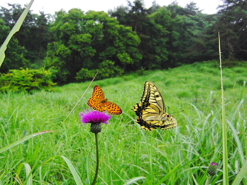 ヒョウモンチョウの逆襲_f0031682_9522615.jpg