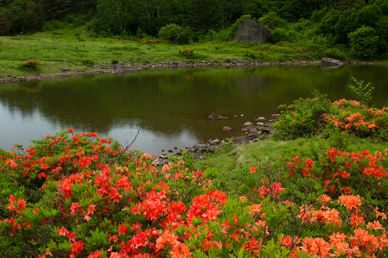 長野県須坂市 五味池破風高原自然園 その2 ニイガタ越後 旬の撮影地